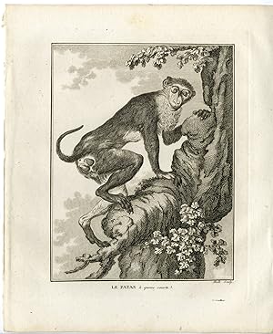 Antique Print-SHORT TAILED PATAS MONKEY-Hulk-Buffon-1801