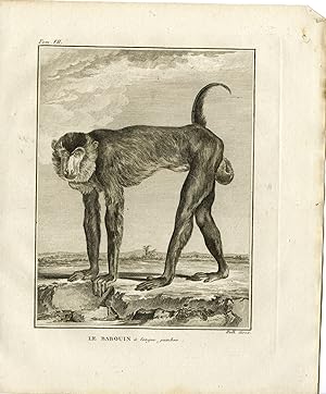Antique Print-BABOON-LONG LEGS-BABOUIN A LONGUE JAMBES-Hulk-Buffon-1801