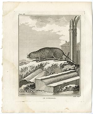 Antique Print-RAT-SCHERMAN-RODENT-Hulk-Buffon-1801