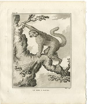 Antique Print-MAKI A BOURS-LEMUR-Hulk-Buffon-1801