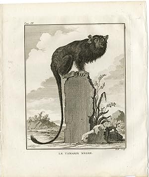 Antique Print-BLACK TAMARIN-SAGUINUS NIGER-MONKEY-Hulk-Buffon-1801