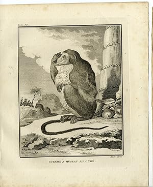 Antique Print-GUENON A MUSEAU ALLONGE-MONKEY-Hulk-Buffon-1801