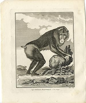 Antique Print-MANDRILL-MANDRILLUS SPHINX-MONKEY-MANDRILE-Hulk-Buffon-1801