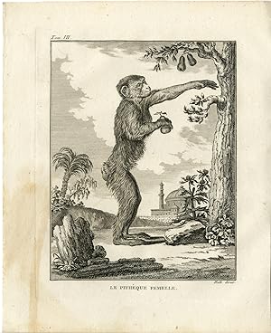 4 Antique Prints-PITHEQUE-APE-MONKEY-FEMALE-Hulk-Buffon-1801