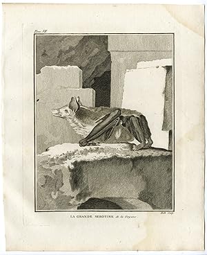 Antique Print-BAT-GRANDE SEROTINE DE LA GUYANE-Hulk-Buffon-1801