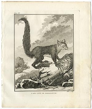 Antique Print-DAUBENTONIA MADAGASCARIENSIS-AYE AYE-Hulk-Buffon-1801