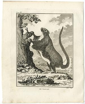 Antique Print-RED GIANT FLYING SQUIRREL-PETAURISTA-TAGUAN-Hulk-Buffon-1801