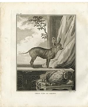 Antique Print-DOG BREED-CHIEN TURC ET GREDIN-Hulk-Buffon-1801