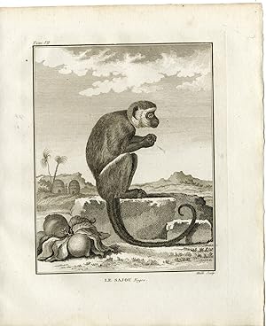 Antique Print-BLACK CAPUCHIN-SAPAJUS NIGRITUS-MONKEY-Hulk-Buffon-1801
