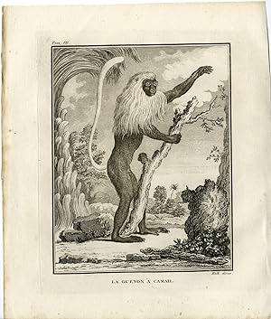 Antique Print-GUENON A CAMAIL-MONKEY-Hulk-Buffon-1801