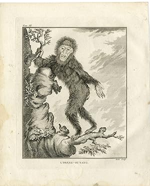 Antique Print-ORANGUTAN-APE-ORANG OUTANG-Hulk-Buffon-1801