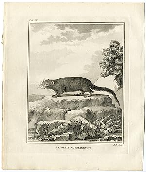 Antique Print-NEOTROPICAL PYGMY SQUIRREL-SCIURILLUS PUSILLUS-Hulk-Buffon-1801