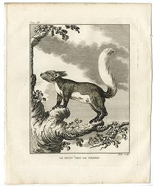 Antique Print-EASTERN GRAY SQUIRREL-SCIURUS CAROLINENSIS-Hulk-Buffon-1801