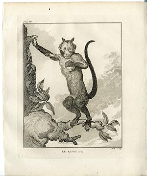 Antique Print-TUFTED CAPUCHIN-SAPAJUS APELLA-MONKEY-BROWN-Hulk-Buffon-1801