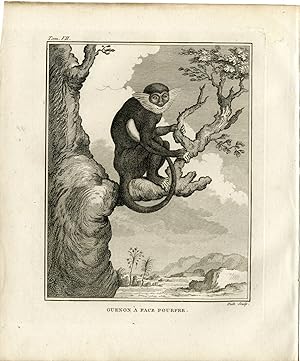 Antique Print-PURPEL FACED LANGUR-MONKEY-PRIMATE-GUENON-Hulk-Buffon-1801