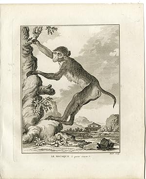 Antique Print-MACACA MULATTA-RHESUS MACAQUE-MONKEY-Hulk-Buffon-1801