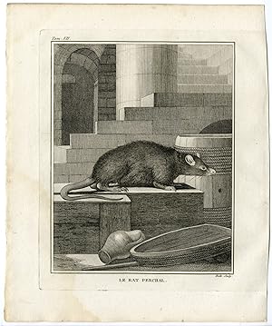 Antique Print-RAT-PERCHAL-RODENT-Hulk-Buffon-1801