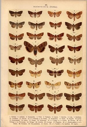 Bild des Verkufers fr Lithographie - Schmetterlinge. Heterocera. Noctuae. (Nachtschmetterlinge) Caradrinidae. Orthosidae. Cirrhoedia. Cleoceris. Ancholcelis. Orthosia. Xanthia. Hoporina. Orrhodia. zum Verkauf von Bcher bei den 7 Bergen