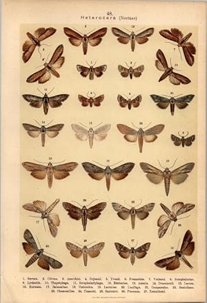 Bild des Verkufers fr Lithographie - Schmetterlinge. Heterocera. Noctuae. (Nachtschmetterlinge) Caradrinidae. Cleophanidae. Cleophana. Cucullidae. Cucullia. (Mncheulen) zum Verkauf von Bcher bei den 7 Bergen