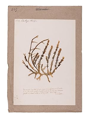 Seller image for Algae from the Red Sea. for sale by Antiquariat INLIBRIS Gilhofer Nfg. GmbH