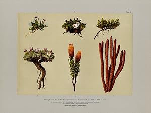 Bild des Verkufers fr Charakteristische Bltenpflanzen der hochandinen Zone II. (Flowering plants characteristical for the higher andine zones II). zum Verkauf von Antiquariat Stefan Wulf