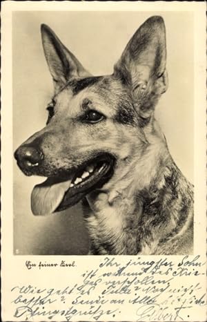 Ansichtskarte / Postkarte Schäferhund, Portrait, Nase, Ohren, Zunge, Schnauze, Ein feiner Kerl