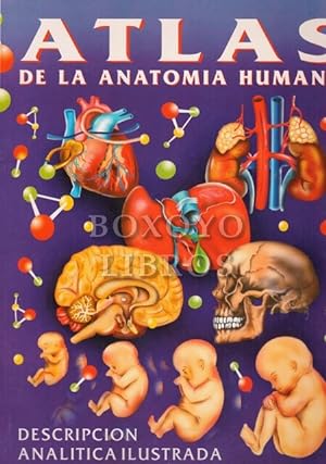 Imagen del vendedor de Atlas de Anatoma Humana. Descripcin Analtica Ilustrada a la venta por Boxoyo Libros S.L.