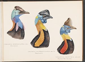 An album of original watercolour drawings of Cassowaries, with related manuscript title "Kasuare ...