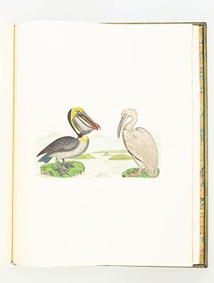 ILLUSTRATIONS OF THE AMERICAN ORNITHOLOGY OF ALEXANDER WILSON AND CHARLES LUCIAN BONAPARTE, PRINC...