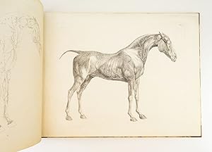 THE ANATOMY OF THE HORSE, INCLUDING A PARTICULAR DESCRIPTION OF THE BONES, CARTILAGES, MUSCLES, F...