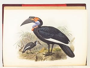 A MONOGRAPH OF THE BUCEROTIDAE, OR FAMILY OF THE HORNBILLS
