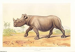 Seller image for African Rhinoceroses. An original uncommon article from the Intellectual Observer, 1870. for sale by Cosmo Books