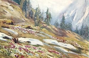Crocuses in the Snow,1907 colored swiss print