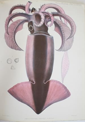 Descriptions of some new and rare Cephalopoda. (Part II.)