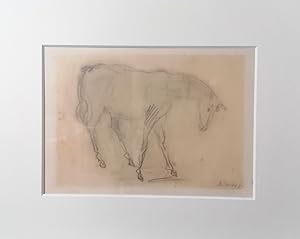 Bleistift auf Papier. Junges Pferd, 1950. rechts unten signiert und datiert: A. Saner 50.