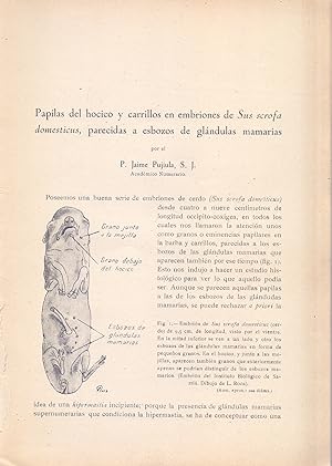 Imagen del vendedor de PAPILAS DEL HOCICO Y CARRILLOS EN EMBRIONES DE SUS SCROFA DOMENTICUS, PARECIDAS A ESBOZOS DE GLANDULAS MAMARIAS (EXTRAIDO ORIGINAL DEL AO 1943, ESTUDIO COMPLETO TEXTO INTEGRO) a la venta por Libreria 7 Soles