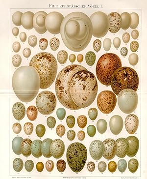 Eier 34 Vogeleier Singvögel Lithographie 1894 Spatz Pirol Zeisig Ornithologie 