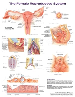 Imagen del vendedor de Female Reproductive System Anatomical Chart a la venta por GreatBookPrices
