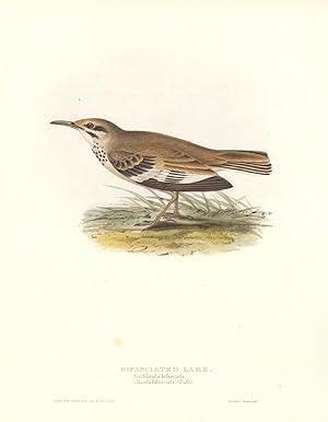 Bild des Verkufers fr Bifasciated Lark. Certhilauda bifasciata. Alauda bifasciata (Licht) zum Verkauf von Antiqua Print Gallery