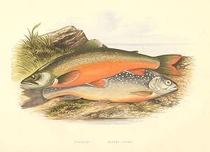 Torgoch, Alpine Charr - (Salmo perisii, alpinus)