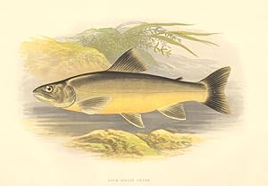 Loch Killin Charr - (Salmo killinensis)