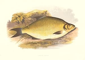 Common Bream - (Abramis brama)