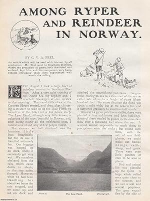 Imagen del vendedor de Among Ryper and Reindeer in Norway. 1911. This is an original article from the Wide World Magazine. a la venta por Cosmo Books