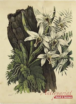 Dendrobium heterocarpum. Aus "Das Buch der Welt".