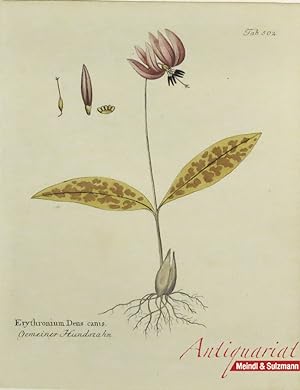 "Erythronium Dens canis - Gemeiner Hundszahn". Aus Vietz, Ferdinand Bernhard. Icones Plantarum [....