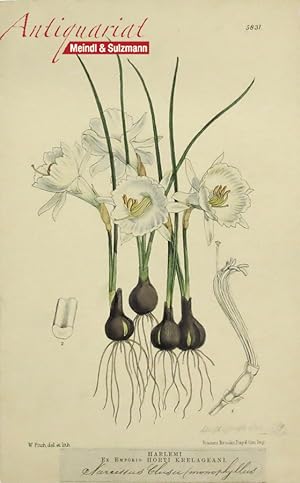 Narcissus contabricus (monophyllus). Aus "Curtis, William. Botanical Magazine".