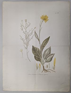 1. Arnica lanigera, 2. Centaurea lappacea (botanical print)