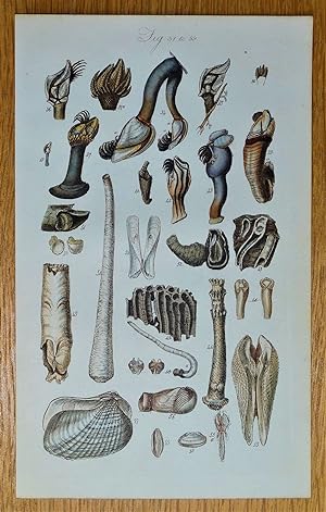 SEA SHELLS Sowerby fig 34, original antique hand coloured conchology print 1846