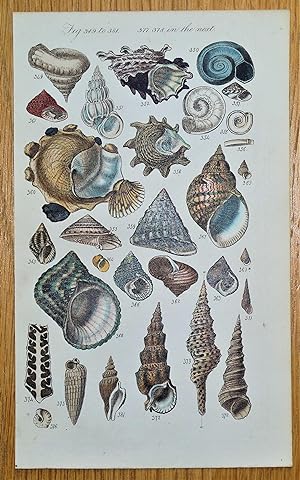 SEA SHELLS Sowerby fig 463 original antique hand coloured conchology print 1846