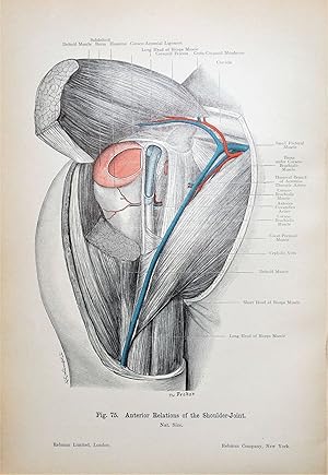 SHOULDER JOINT ANTERIOR VIEW Original Antique Anatomy Lithographed Print 1906